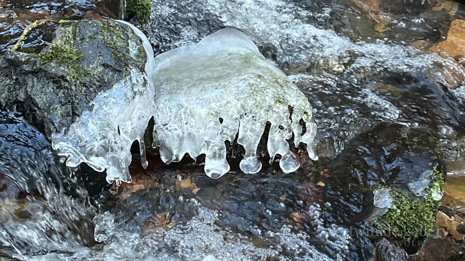Naturfotografie – Natur im Fokus