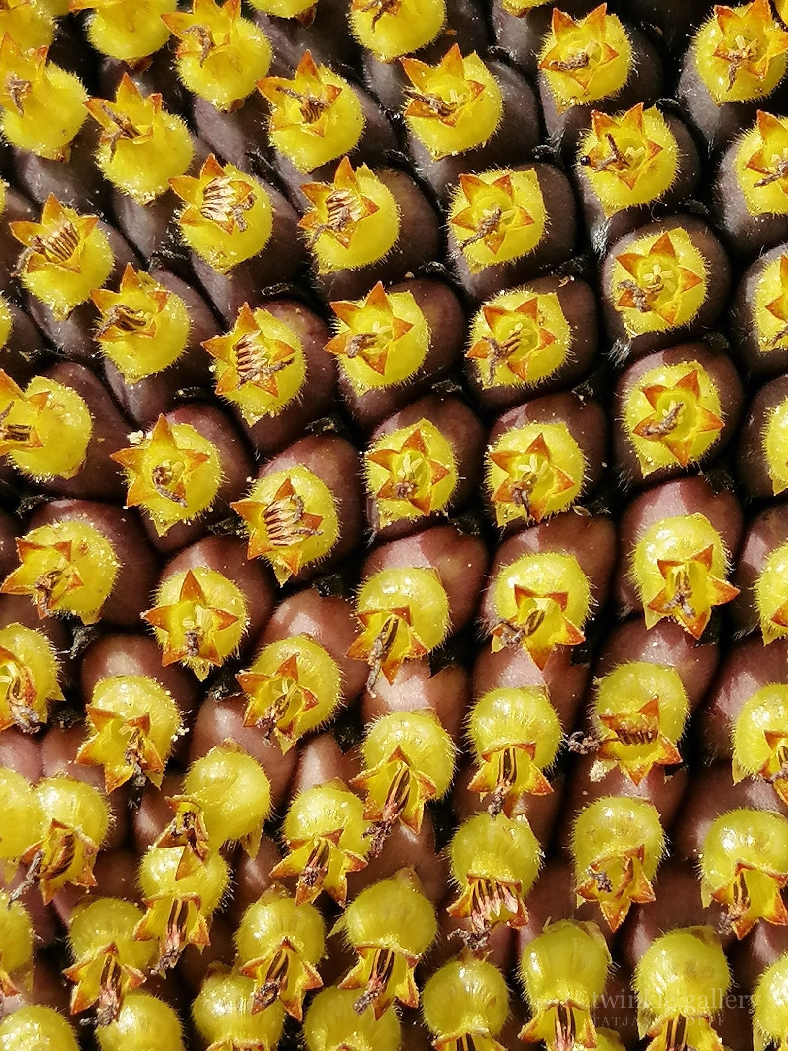 naturfotografie fotografie kunstdrucke